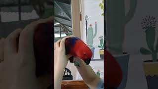 뉴기니아앵무ㅡ순돌이 여친 순희가 얌전해졌어요