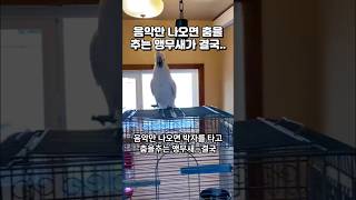 음악만 나오면 춤을추는 앵무새.. 결국은