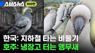 지나가면 말 걸고 집 찾아와 노크하는 호주 야생 앵무새…