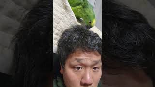 아마존앵무새 놀아주기