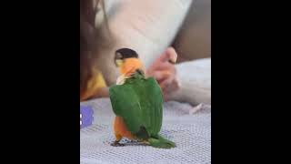 춤추는 앵무새 나나