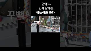 안녕~인사하는 앵무새  #노래하는앵무새 #퀘이커앵무새 …