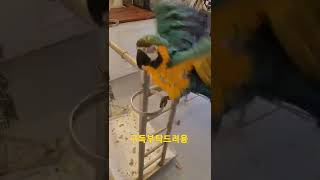 목욕하는 대형앵무새 #shorts