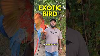Macaw / Exotic Bird - Buying G…