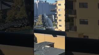 코카투 식사시간강제 반려새 #코카투#호주생활