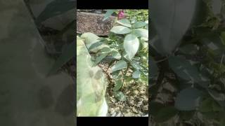 Chiku & coco // #parrot #pets #cockatoos #funny #alex#shortsfeed #trendingshorts #ytviral #youtube