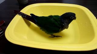 그린칙 코뉴어 두리의 목욕