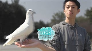 껌딱지처럼 착착 붙는 특별한 비둘기 ‘아마’ @순간포착 세상에 이런 일이 1032회 20190502