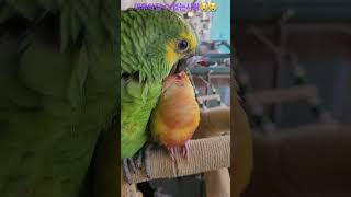 아마존앵무새를 사랑한 코뉴어앵무새