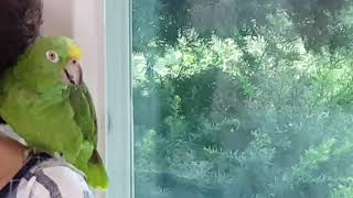 음악을 하면 아마존앵무새가 &quot;안녕~안녕~&qu…