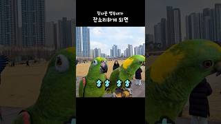 장사꾼 앵무새가 하는말 #아랑이 #parrot #아마존…