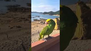 노룩인사 #앵무새 #안녕하세요