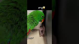 혼자서 잘노는 앵무새 땡초