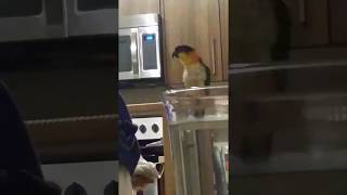 미키마우스 마치 노래 : 검은머리 카이큐 리오의 재롱 …