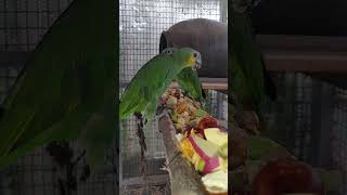 메뉴 사과 왕대추 황금고구마 땅콩 냉동 산딸기 밤