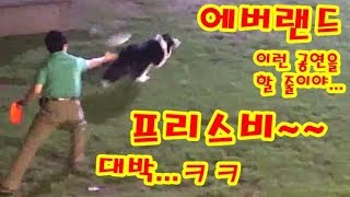 에버랜드 홍금강 앵무새 "방울이" 와 견공의 프리스비(원반 던지기) 공연. 지난 여름 에버랜드 나이트 퍼포먼스 Part 02~ 앵무새에게 사탕 받으려면... ㅋㅋ