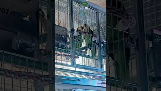 아마존 앵무새. 아빠가 아플때 태양이는?