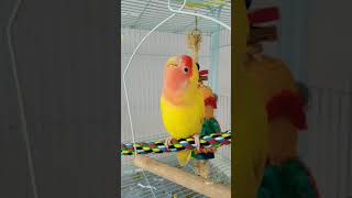 안녕하고 인사하는 모란앵무 2탄