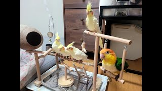 앵무새5총사집사의 일상 - 퇴직1일차 청소하기