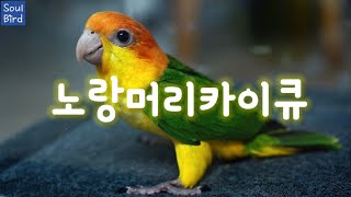 [쏘울버드] 노랑머리카이큐의 매력