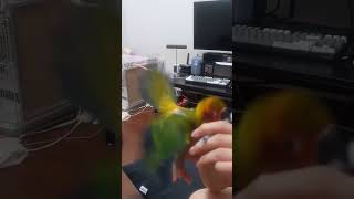 약이 맛있어서 고장난 앵무새 #썬코뉴어 #앵무새 #pa…