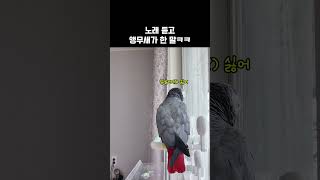 열창했는데… 앵무새가 한마디로 끝냈습니다 / 회색앵무 …