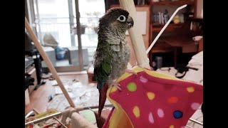 [닥터멜론] Happier Living Without a Cage. 새장 없는 앵무새를 위한 DIY 횃대 노래하는 아가새 