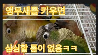 앵무새를 키우는 이유