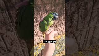 [한스마카우] 두번째 산책, 갸웃갸웃 눈빛 킬포 #앵무…