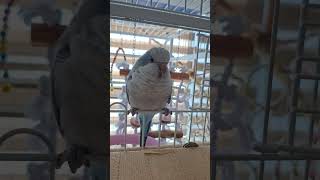 [퀘이커 앵무] 앙증맞은 너의 발 #parrot #qu…
