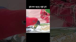[젤리] 앵무새의 대단한 먹뱉 능력 / 먹는 척 / 먹방 / Parrot pretending to eat pellets