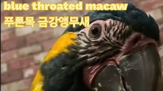 푸른목 금강앵무새