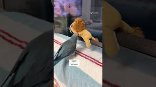 자기 횟대 되찾는 앵무새(Getting a perch …