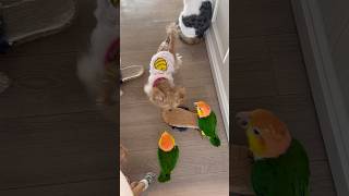 우리집 대빵 카이큐 앵무새!