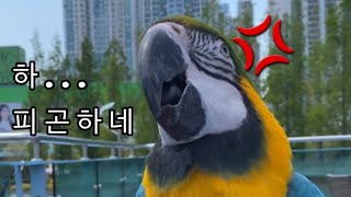 [청금강][앵무새] 만지려는 자들 vs 귀찮은 새 ㅣ …