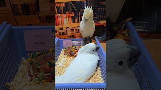 엄브렐라, 듀컵 코카투예요.