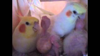 02 왕관 앵무새 새끼들 키우는모습 (Cockatiel…