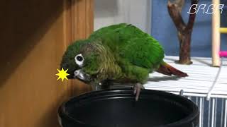 [BURI BURI] 앵무새 코뉴어 반응속도가 이렇게 …