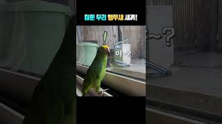 미운 우리 새 새끼~ 앵무새인지 ? 3살 아기인지? ㅎㅎ