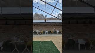 윙컷 2장과 5장 차이 #썬코 #썬코뉴어 #코뉴어 #앵…