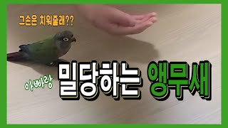 밀당하는 앵무새 parrot is playing hard to get