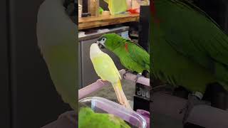 친해도 너무 친한 네오와 옐리 #parrot #birds #birdslover #앵무새 #한스마카우 #코뉴어