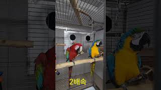 앵무새들의 기본 본능 #birds #앵무새 #앵무새청하…