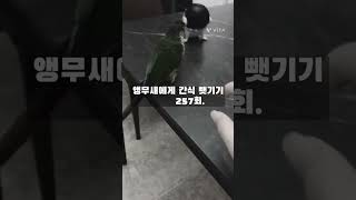 앵무새를 키우면서 이룬것들.# 박자 조금 않맞아용 ㅜ#