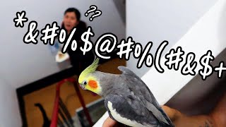 앵무새 키우려면 울음소리 정도는 감당해야지??