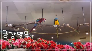 21.01.21 | 롯데월드 환상의숲 | 금강앵무