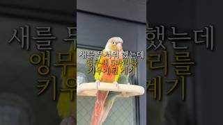 새를 무서워 했는데 앵무새 5마리가 된 계기#앵무새 #…