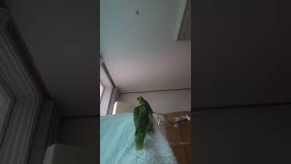 귀농귀촌  아마존앵무새 말하고 놀아주기