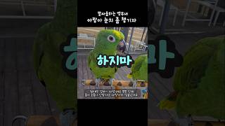 사람말로 싸우는 앵무새 눈치없는 #아랑이  #아마존앵무새 #대화하는앵무새