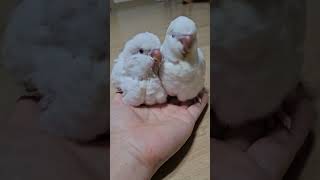 앵집사 손에 합체~♡ 껌딱지들^^           #…